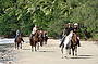 Cape Trib Horse Rides (11 am)